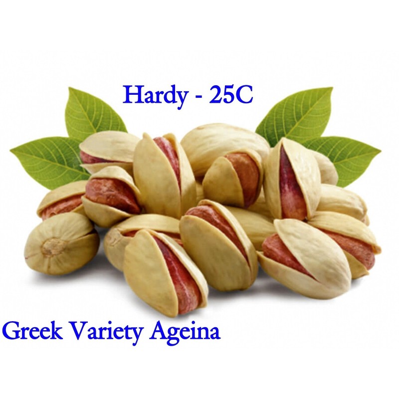Pistachio seeds Greek variety Aegina (Pistacia vera) | Seeds Shop Store