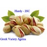 Pistachio seeds Greek variety Aegina (Pistacia vera) | Seeds Shop Store