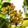 Pistachio seeds Greek variety Aegina (Pistacia vera) | Seeds Shop Store