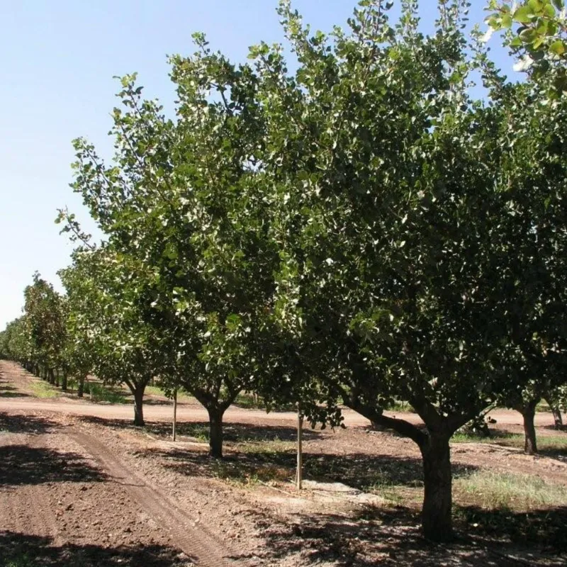 Pistachio seeds Greek variety Aegina (Pistacia vera) | Seeds Shop Store