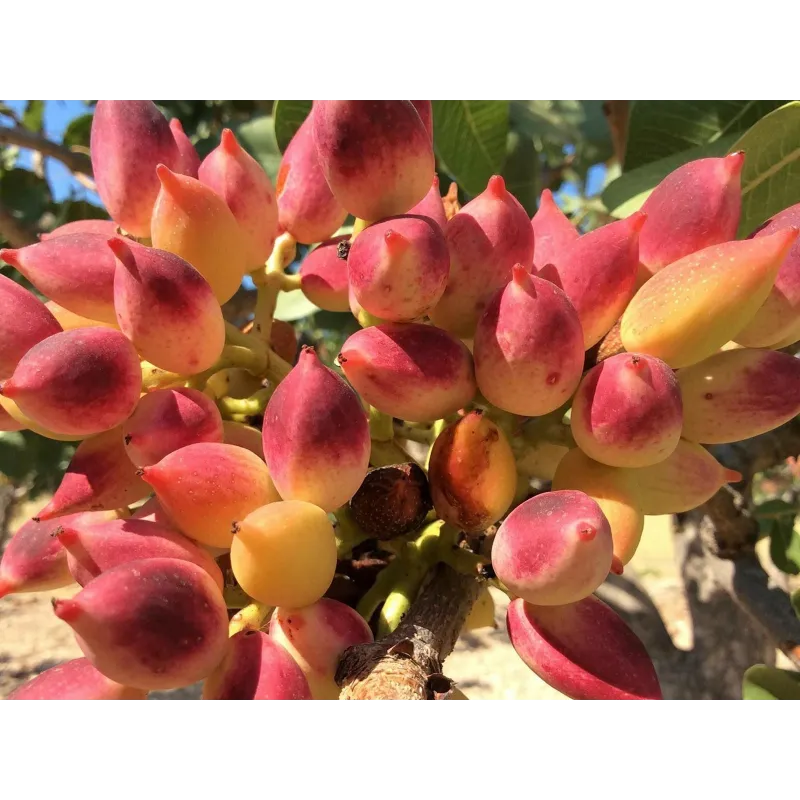 Pistachio seeds Greek variety Aegina (Pistacia vera) | Seeds Shop Store