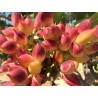 Pistachio seeds Greek variety Aegina (Pistacia vera) | Seeds Shop Store