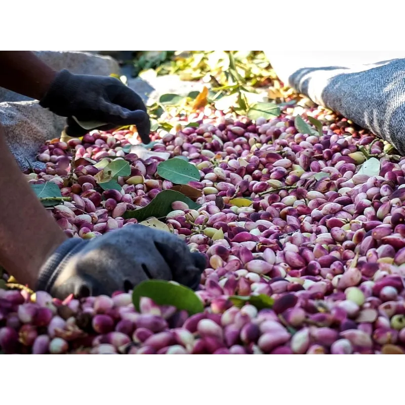 Pistachio seeds Greek variety Aegina (Pistacia vera) | Seeds Shop Store