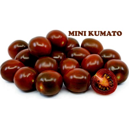 Cherry Kumato Black Tomato Seeds | Seeds Shop Store