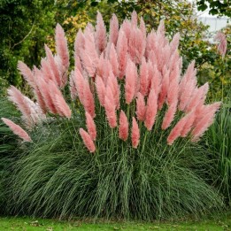 Semi Erba Pampas Grass Rosa - 1.35