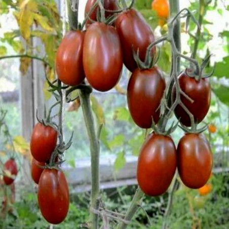 Sementes de tomate Ameixa preta - Black Plum | Seeds Shop Store