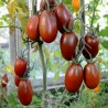 Sementes de tomate Ameixa preta - Black Plum | Seeds Shop Store