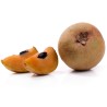 Sapote - Kaugummibaum Samen | Seeds Shop Store