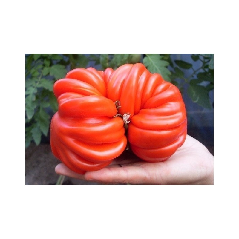 Pink Accordion Tomato Seeds | Seeds Shop Store
