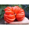 Pink Accordion Tomato Seeds | Seeds Shop Store