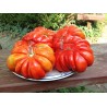 Pink Accordion Tomato Seeds | Seeds Shop Store