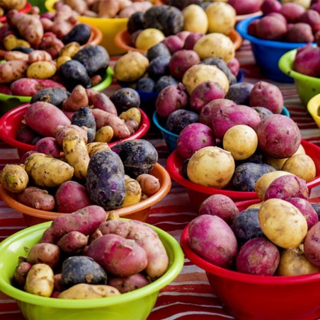 Salute Multi-colored True Potato Seeds | Seeds Shop Store