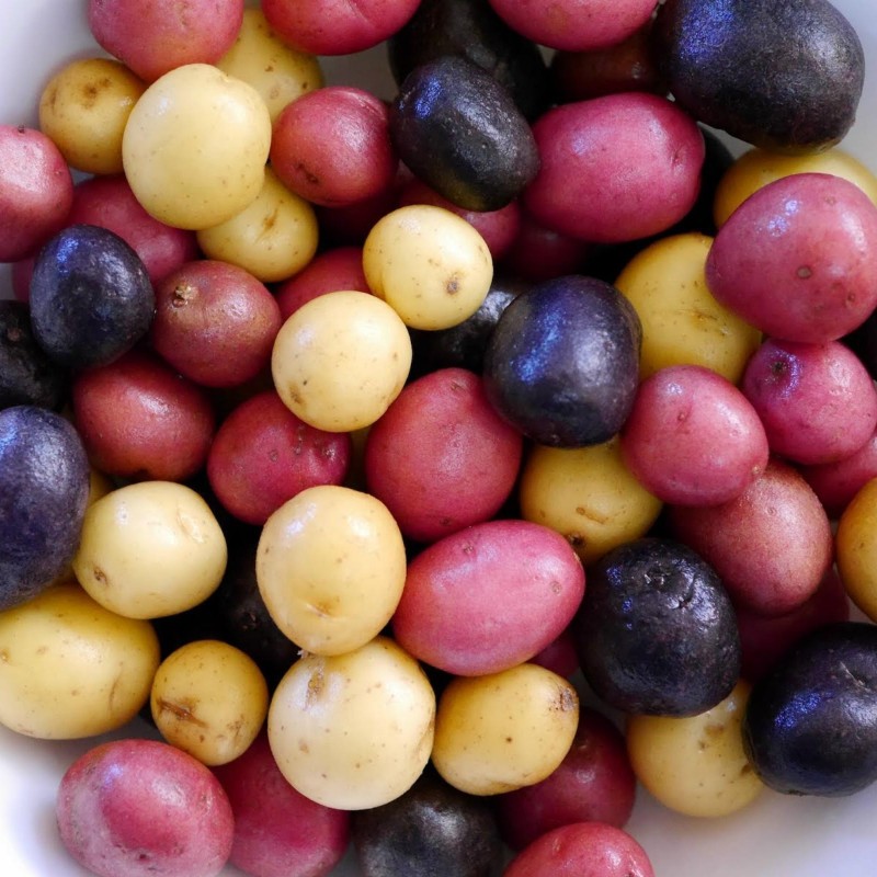 Salute Multi-colored True Potato Seeds | Seeds Shop Store