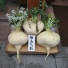 Sementes Rabanete Gigante SAKURAJIMA DAIKON | Seeds Shop Store
