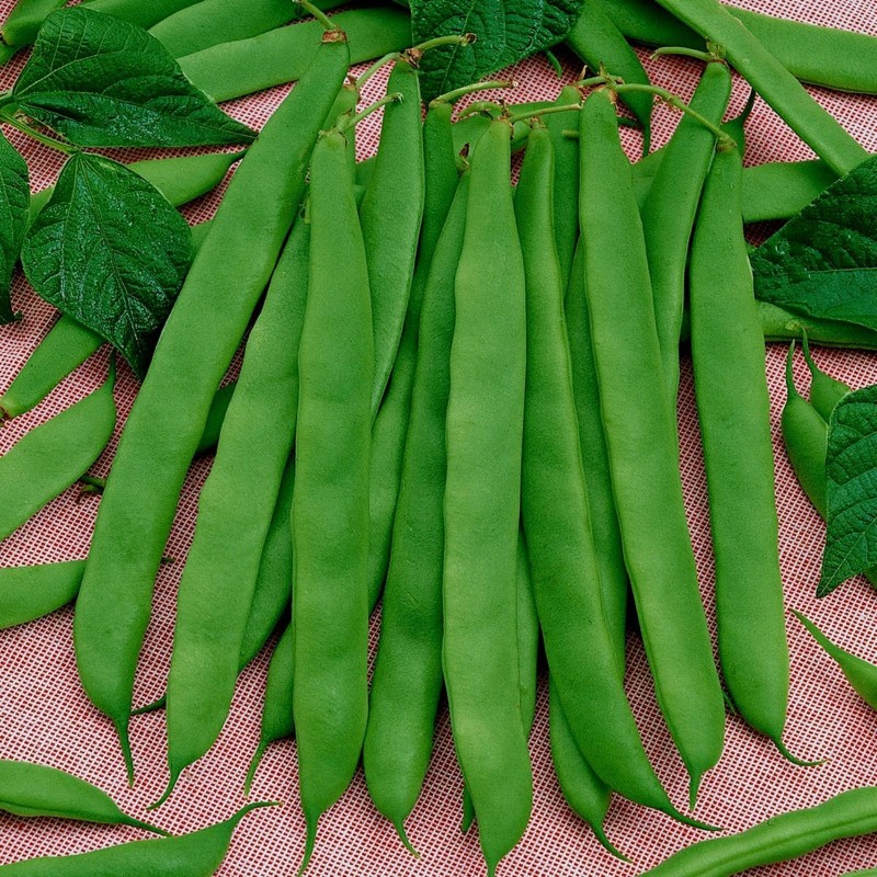Semi di fagioli verde Cer Starozagorski | Seeds Shop Store