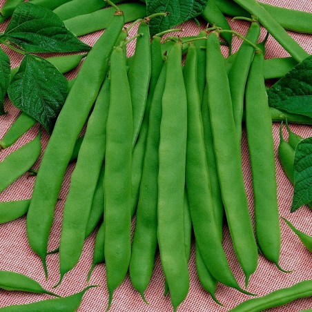 Semi di fagioli verde Cer Starozagorski | Seeds Shop Store