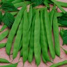 Semi di fagioli verde Cer Starozagorski | Seeds Shop Store