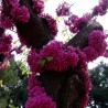 Σπόροι Κουτσουπιά (Cercis siliquastrum) - 228.714671