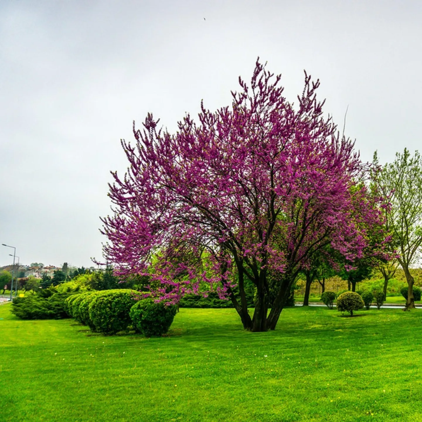 Σπόροι Κουτσουπιά (Cercis siliquastrum) - 228.714671