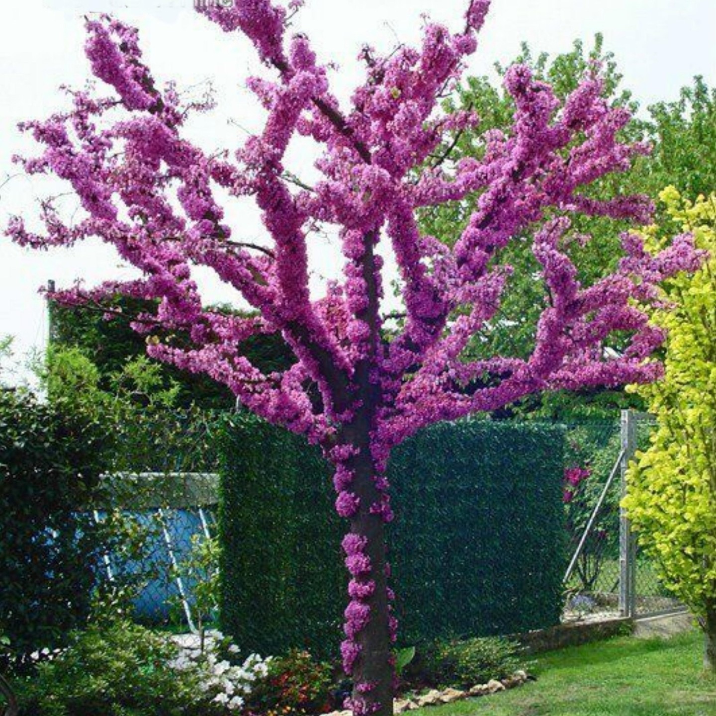 Σπόροι Κουτσουπιά (Cercis siliquastrum) - 228.714671