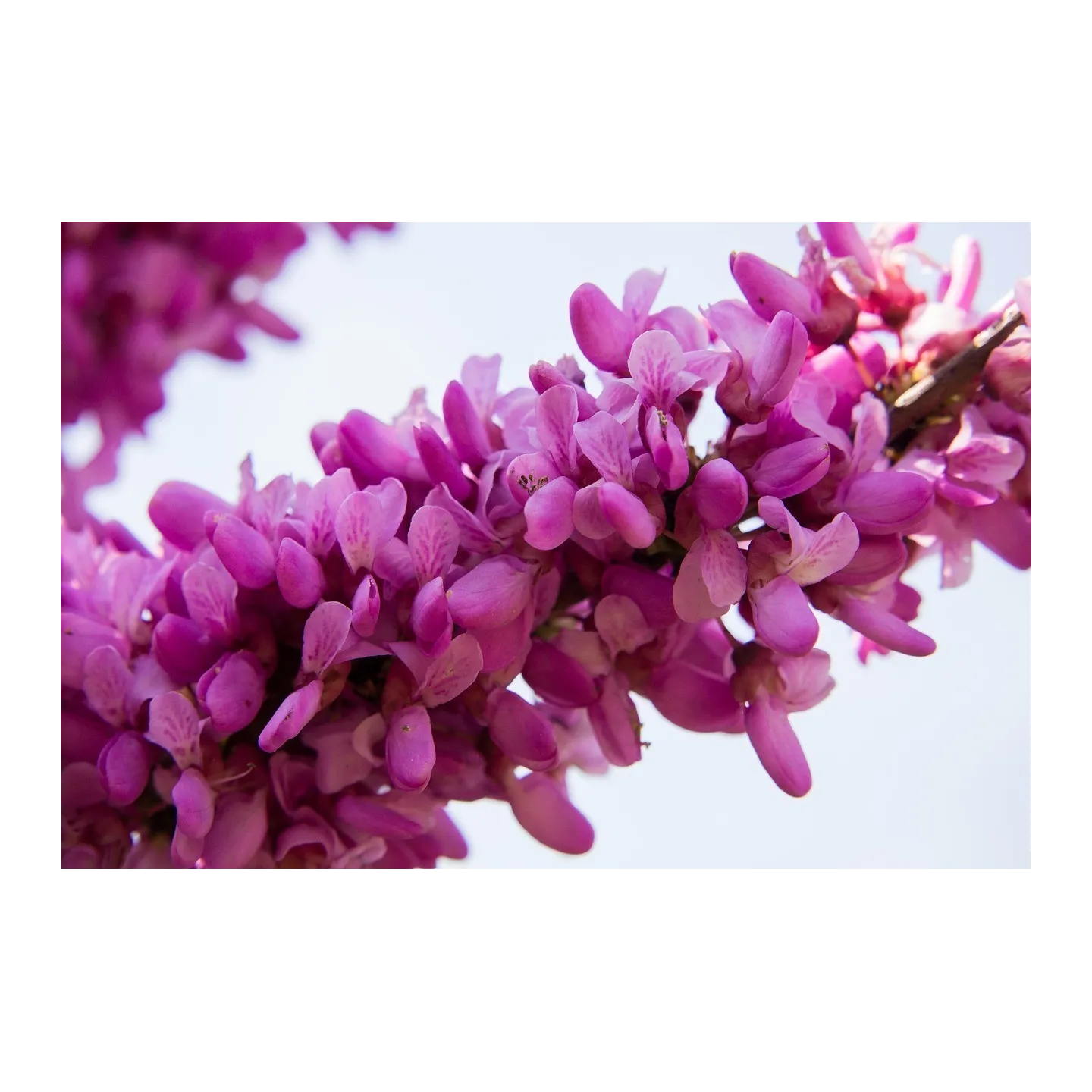 Σπόροι Κουτσουπιά (Cercis siliquastrum) - 228.714671