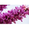 Σπόροι Κουτσουπιά (Cercis siliquastrum) - 228.714671