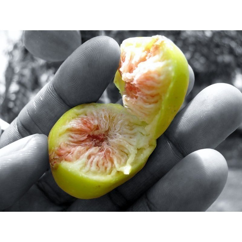 Semillas de Baniano | Seeds Shop Store