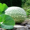Sementes de ABÓBORA CHILA (Cucurbita ficifolia) | Seeds Shop Store
