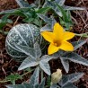 Sementes de Cabaça de Búfalo (Cucurbita foetidissima) | Seeds Shop Store