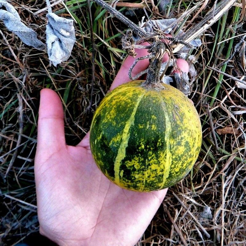 Sementes de Cabaça de Búfalo (Cucurbita foetidissima) | Seeds Shop Store