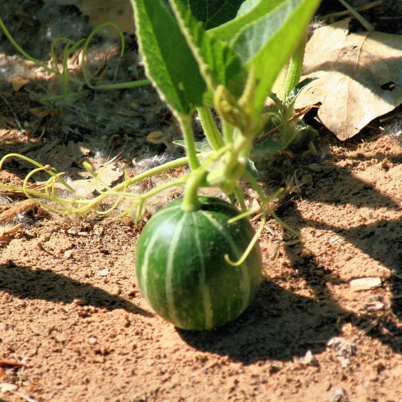 Sementes de Cabaça de Búfalo (Cucurbita foetidissima) | Seeds Shop Store
