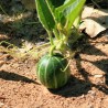 Sementes de Cabaça de Búfalo (Cucurbita foetidissima) | Seeds Shop Store