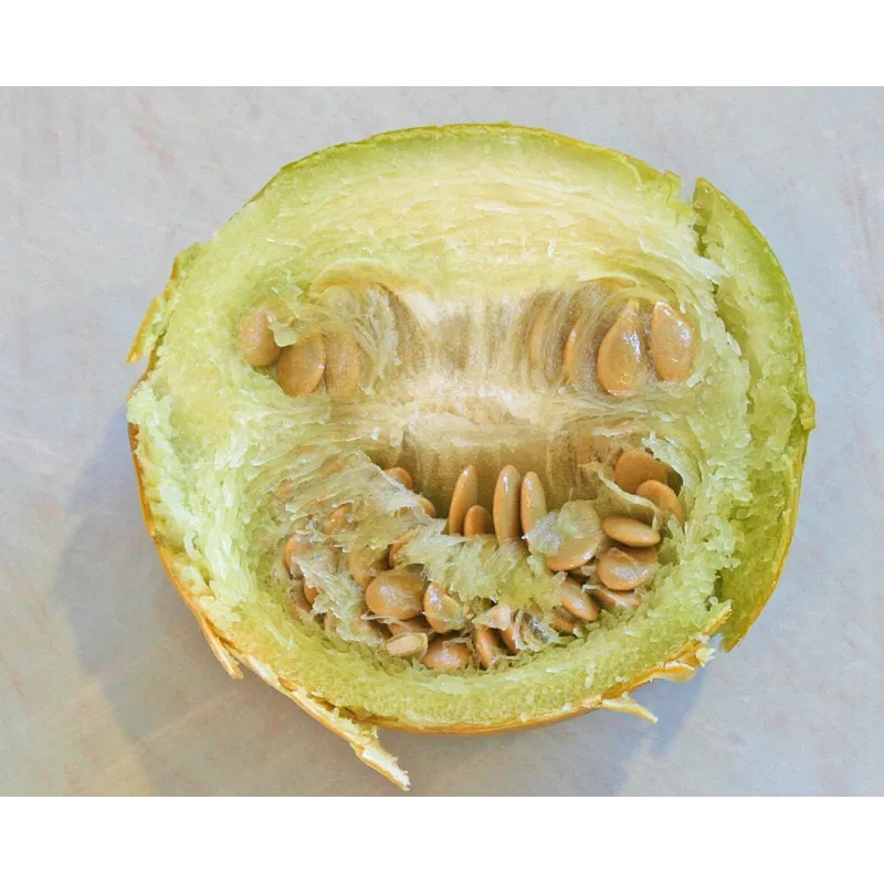 Sementes de Cabaça de Búfalo (Cucurbita foetidissima) | Seeds Shop Store