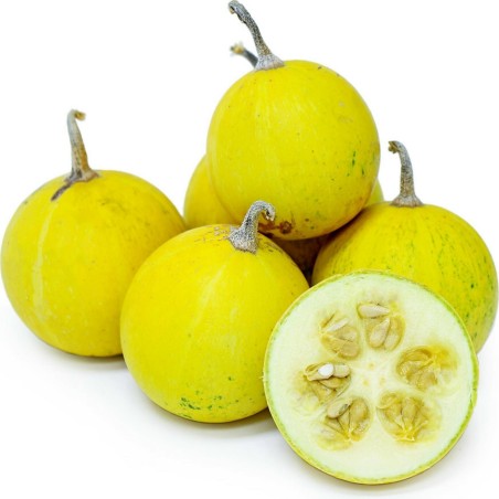 Sementes de Cabaça de Búfalo (Cucurbita foetidissima) | Seeds Shop Store