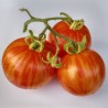 Tigerella Tomato seeds | Seeds Shop Store