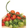 Tigerella Tomato seeds | Seeds Shop Store