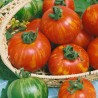 Tigerella Tomato seeds | Seeds Shop Store