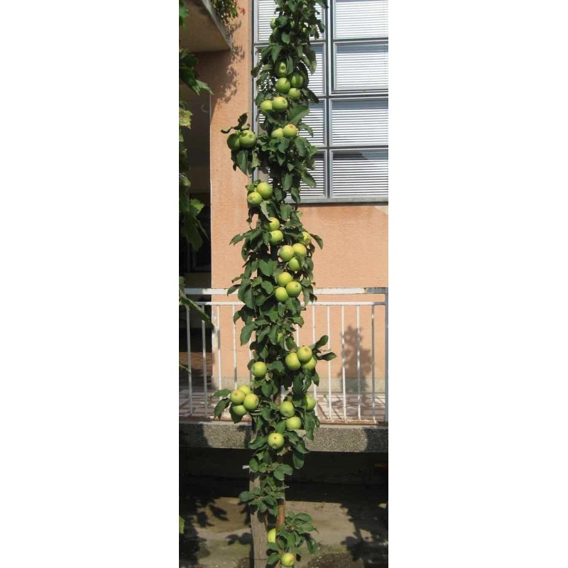 Granny Smith Apfel Samen (Malus sylvestris) | Seeds Shop Store