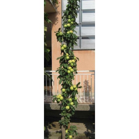 Granny Smith Apfel Samen (Malus sylvestris) | Seeds Shop Store