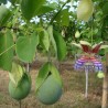 Hristov Venac Seme Passiflora maliformis | Seeds Shop Store