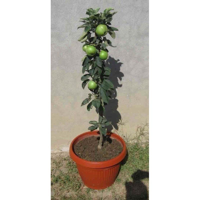 Granny Smith Apfel Samen (Malus sylvestris) | Seeds Shop Store