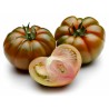 Costoluto Pachino Tomatensamen – Toamaten aus Siz. | Seeds Shop Store