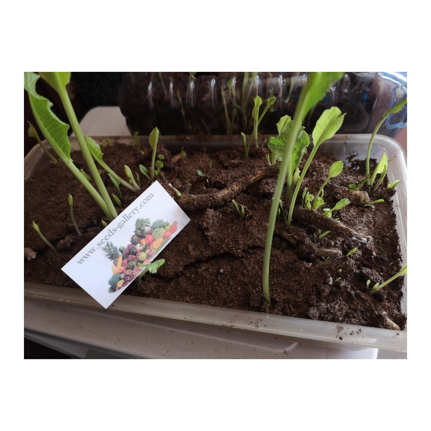 Horseradish Seeds (Armoracia rusticana) | Heirloom, organic & exotic seeds  | Exotic Seeds Shop