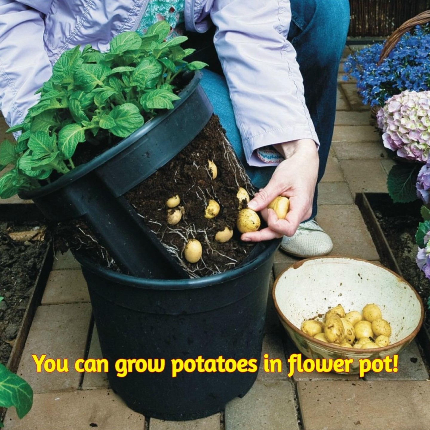 100 Semi Di Patata Viola Freschi – Alta Germinazione Per Orto E Terrazzo, Varietà Colorata