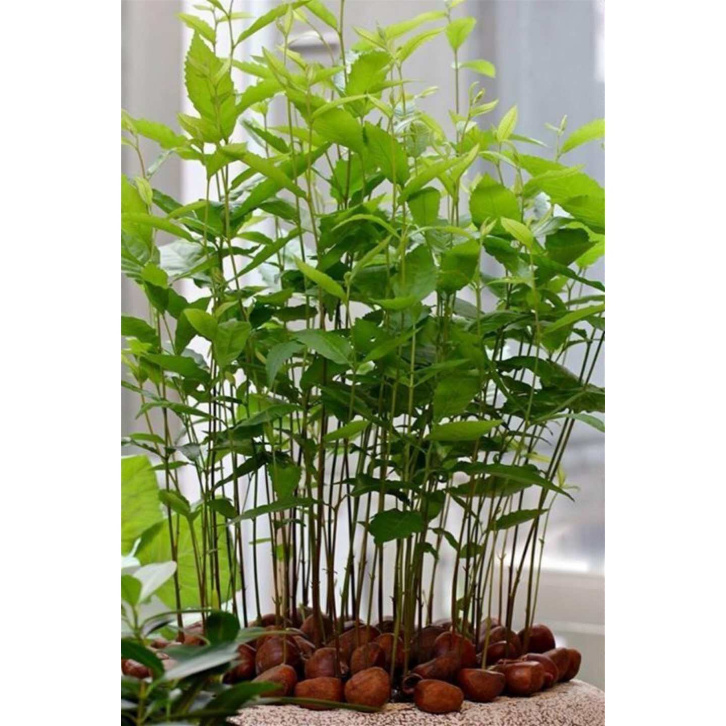 Edelkastanie - Esskastanie Samen (Castanea sativa)