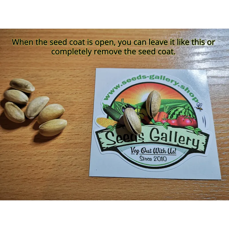 Pistachio seeds Greek variety Aegina (Pistacia vera) | Seeds Shop Store