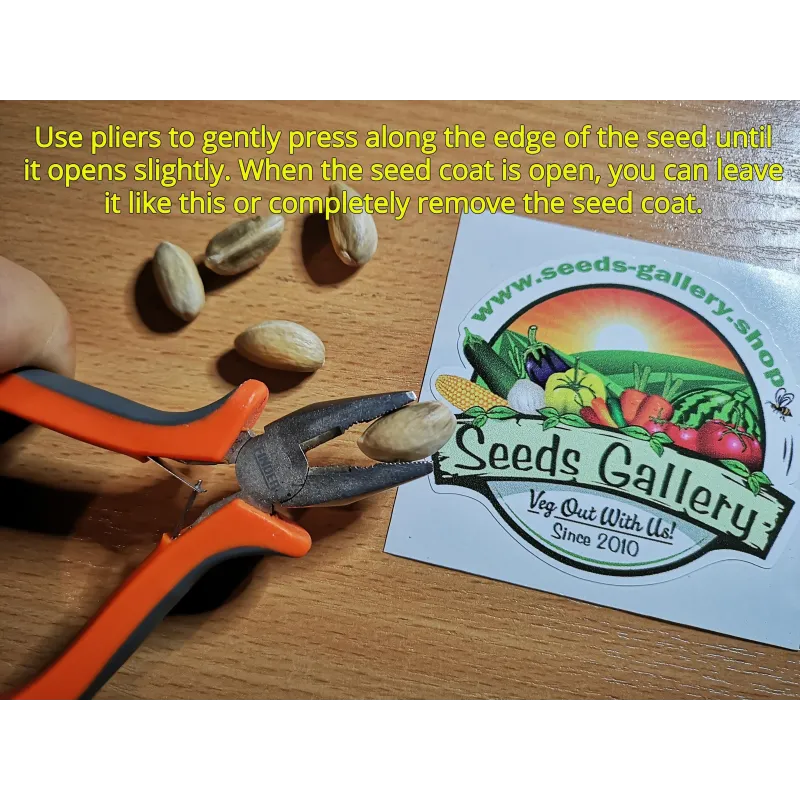 Pistachio seeds Greek variety Aegina (Pistacia vera) | Seeds Shop Store