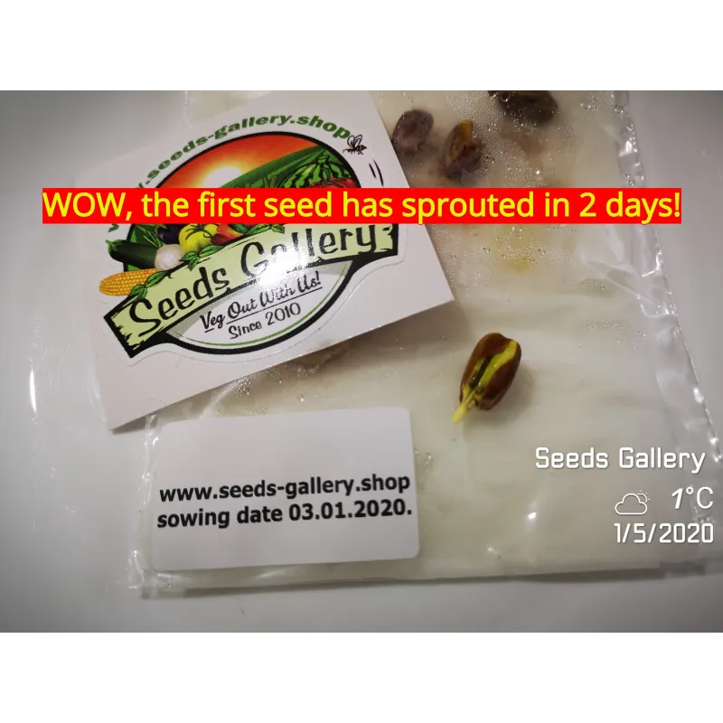 Pistasch Frön grekisk variation Aegina (Pistacia vera) | Seeds Shop Store