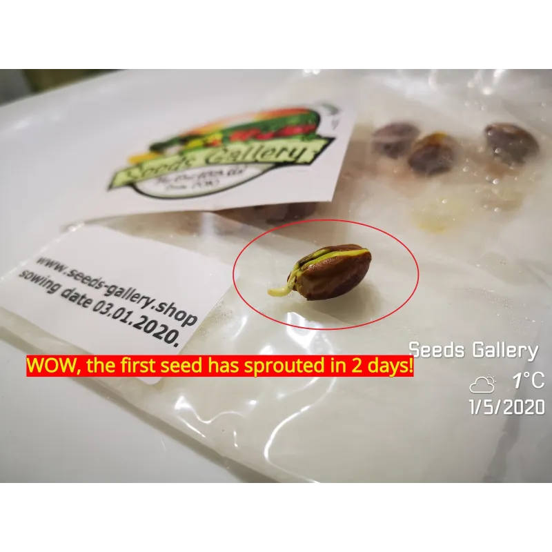 Pistachio seeds Greek variety Aegina (Pistacia vera) | Seeds Shop Store