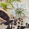 Sementes de Cominho Preto (Nigela Sativa) | Seeds Shop Store